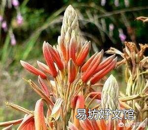 这是一种什么植物?