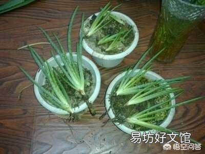 这是一种什么植物?