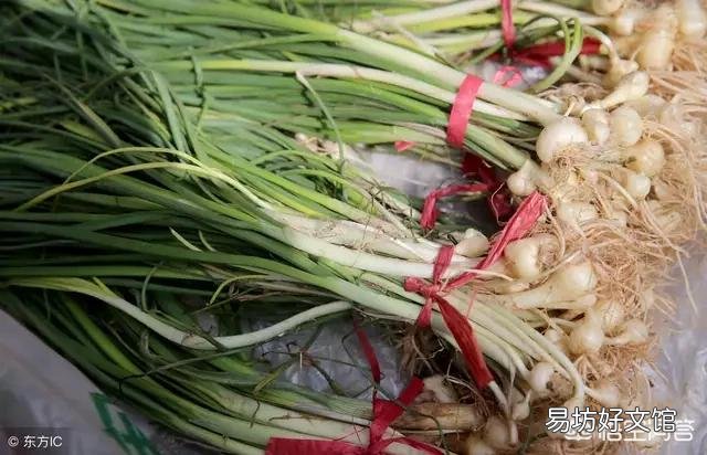 这是一种什么植物?