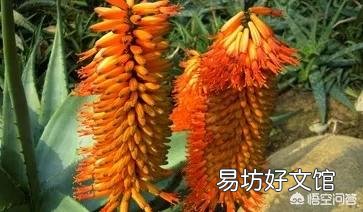 这是一种什么植物?