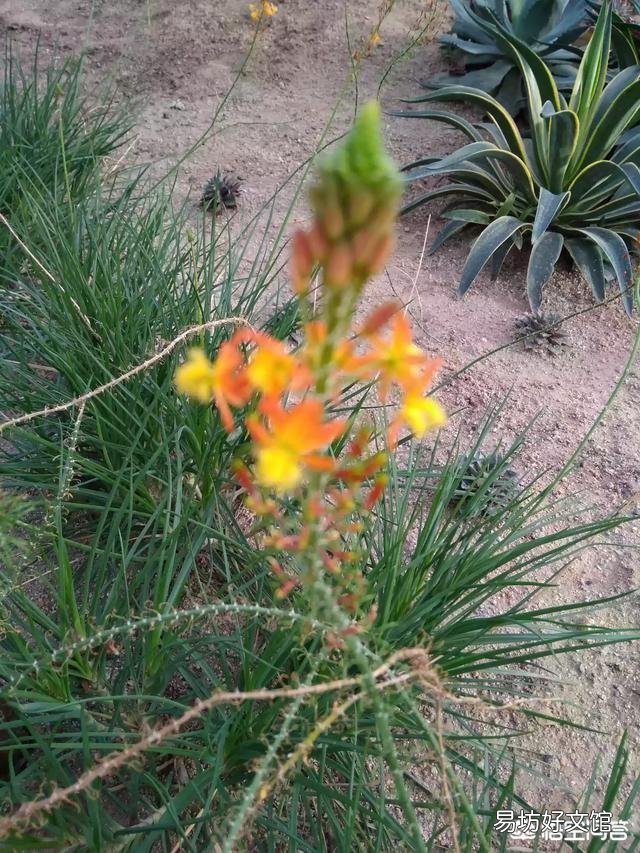 这是一种什么植物?