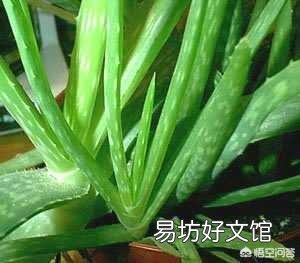 这是一种什么植物?