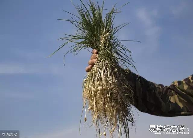 这是一种什么植物?