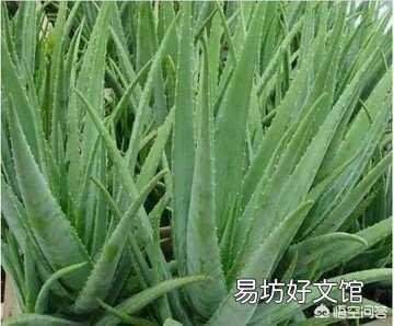 这是一种什么植物?