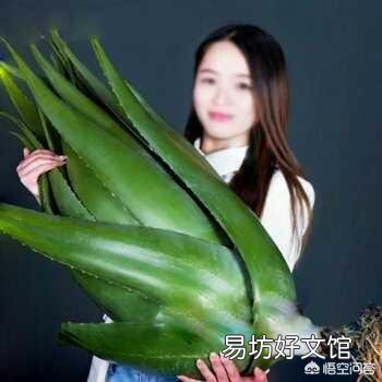这是一种什么植物?