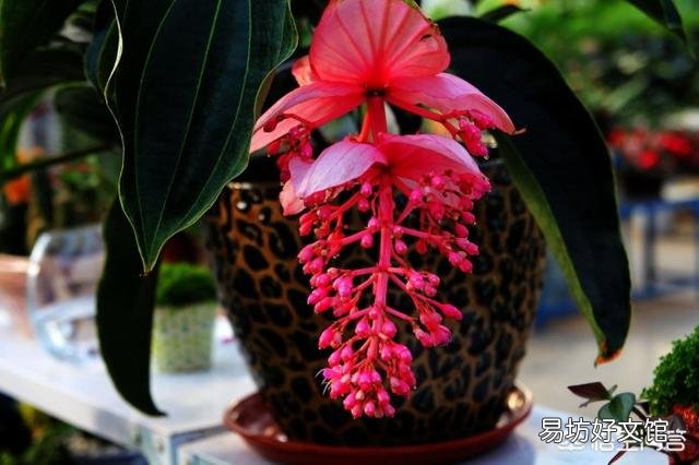 在天津,宝莲灯花应该怎么养护?