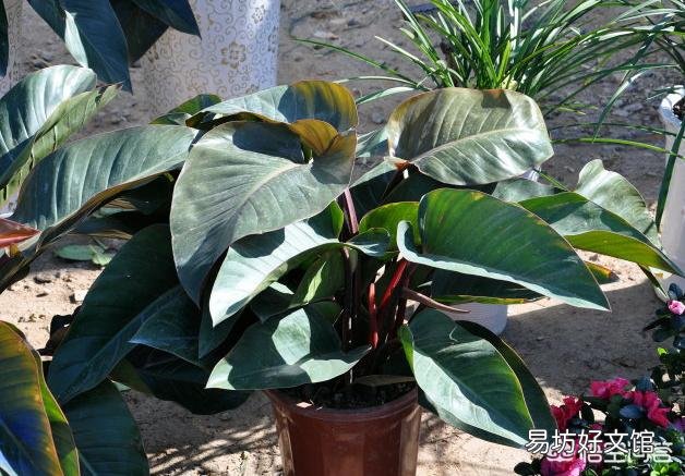 叶子有点厚,中心显暗红色,是什么植物?