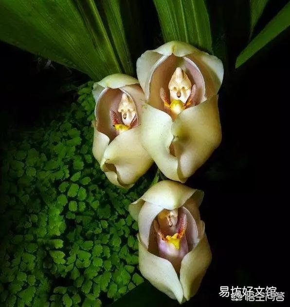 植物世界的霸主究竟是哪种植物,而它们又为何能成为霸主?