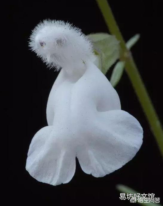 植物世界的霸主究竟是哪种植物,而它们又为何能成为霸主?