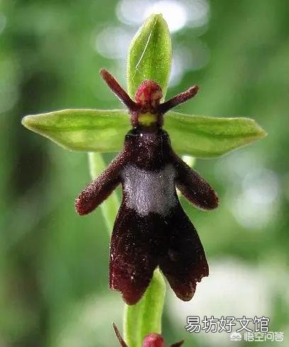植物世界的霸主究竟是哪种植物,而它们又为何能成为霸主?