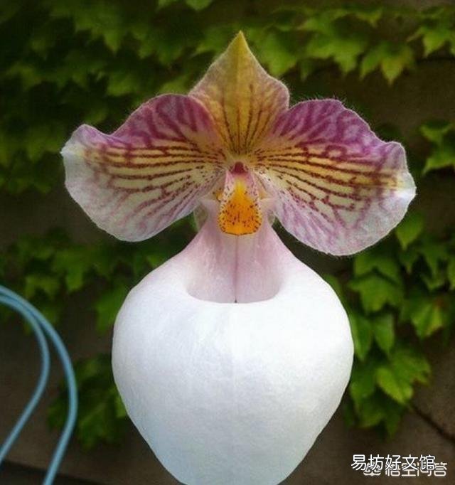 植物世界的霸主究竟是哪种植物,而它们又为何能成为霸主?