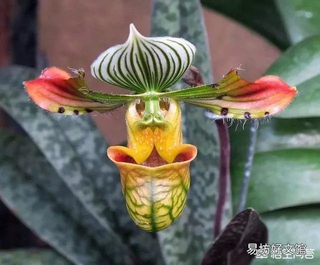 植物世界的霸主究竟是哪种植物,而它们又为何能成为霸主?