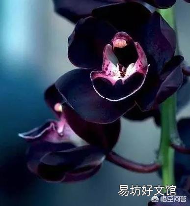 植物世界的霸主究竟是哪种植物,而它们又为何能成为霸主?