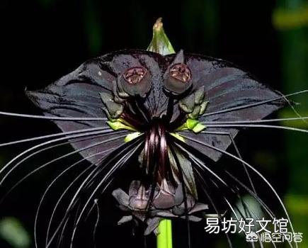 植物世界的霸主究竟是哪种植物,而它们又为何能成为霸主?