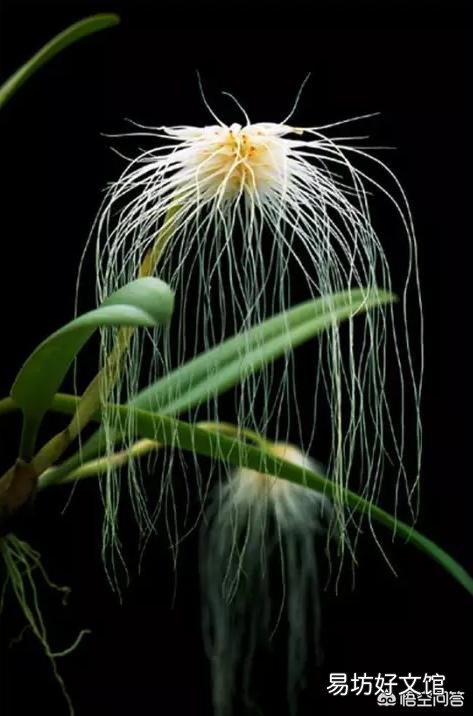植物世界的霸主究竟是哪种植物,而它们又为何能成为霸主?