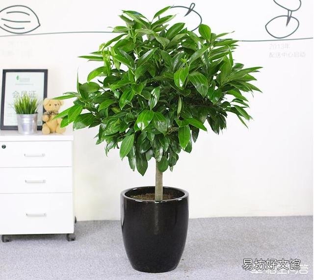 植物慢慢枯萎死了,是怎么回事?如何才能养好?