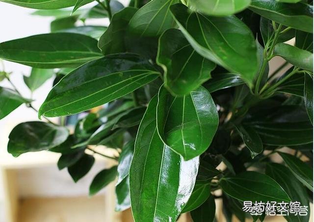植物慢慢枯萎死了,是怎么回事?如何才能养好?