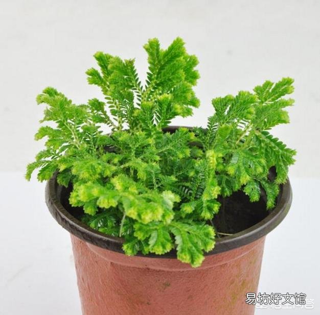 从网上买了卷柏盆栽,但是温度太低收到后已经冻伤了,还有希望成活吗?