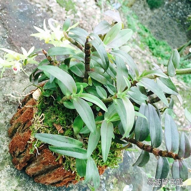 铁皮石斛在木桩上怎么养?