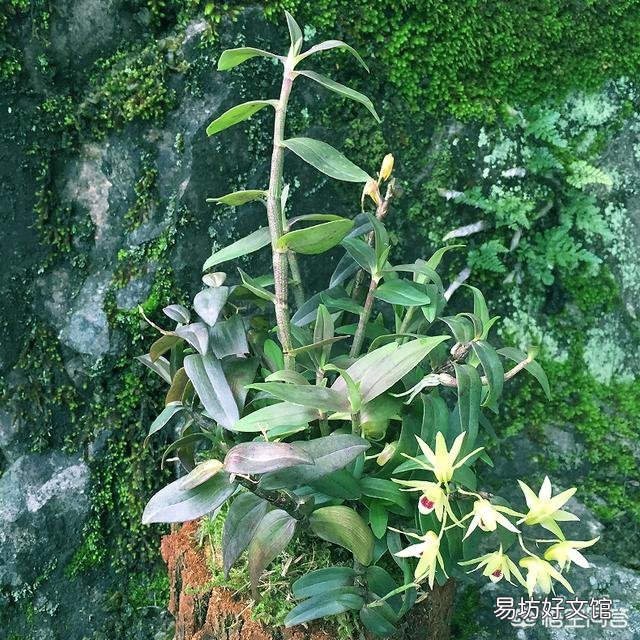 铁皮石斛在木桩上怎么养?