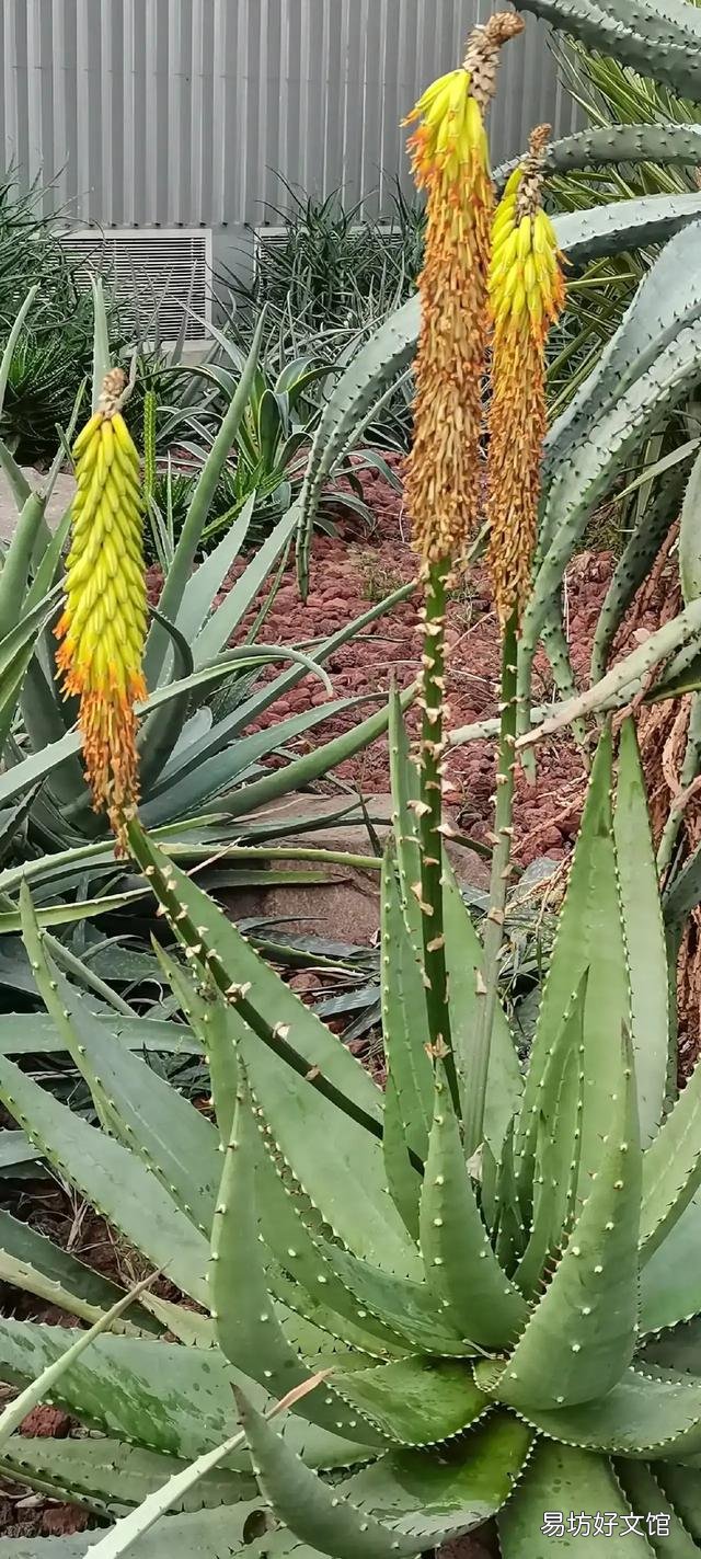 芦荟会开花吗?