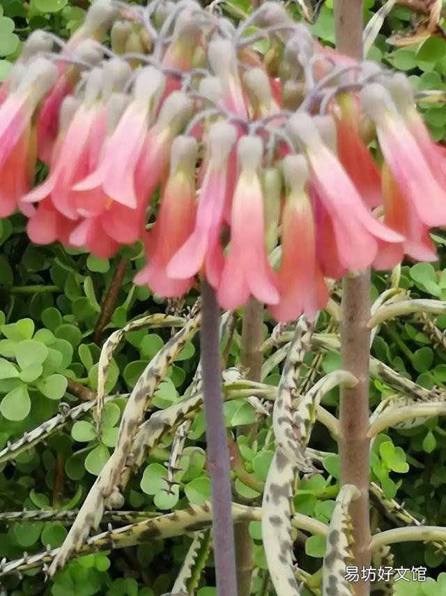 芦荟会开花吗?
