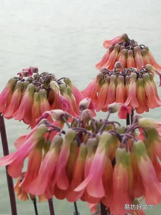 芦荟会开花吗?