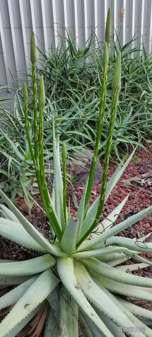 芦荟会开花吗?