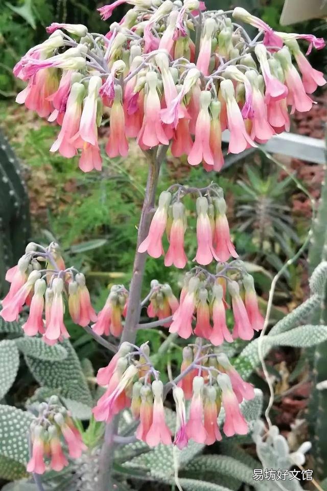 芦荟会开花吗?