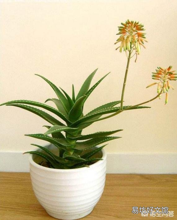 芦荟会开花吗?