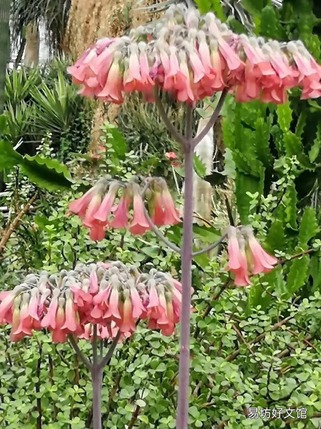 芦荟会开花吗?