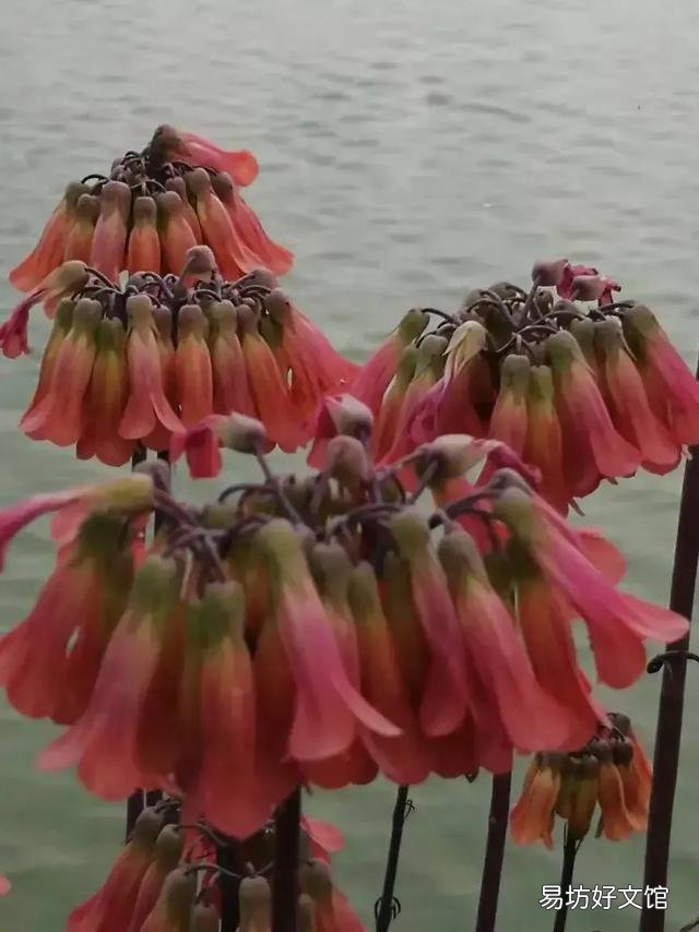 芦荟会开花吗?