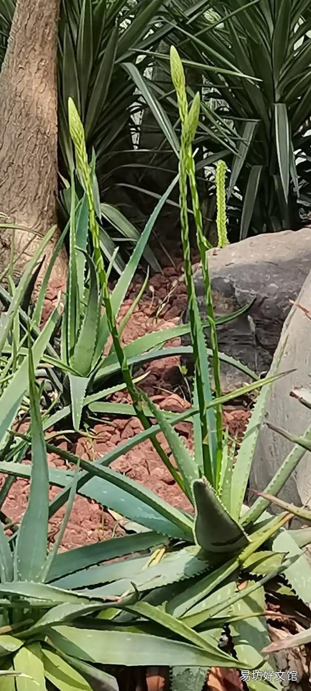 芦荟会开花吗?