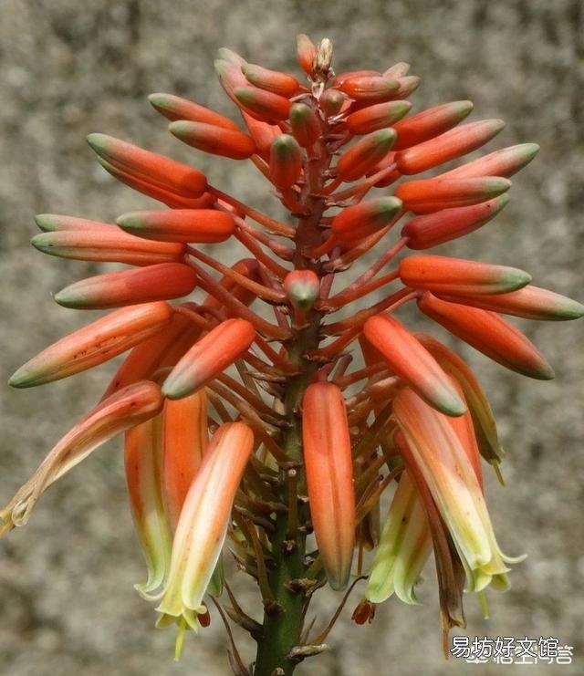 芦荟会开花吗?
