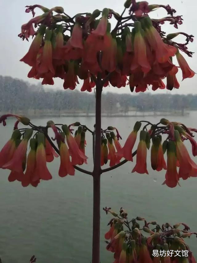 芦荟会开花吗?