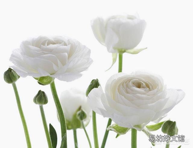 花毛茛的花苞为什么一夜之间倒下了?