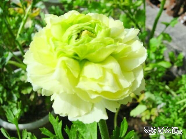 花毛茛的花苞为什么一夜之间倒下了?