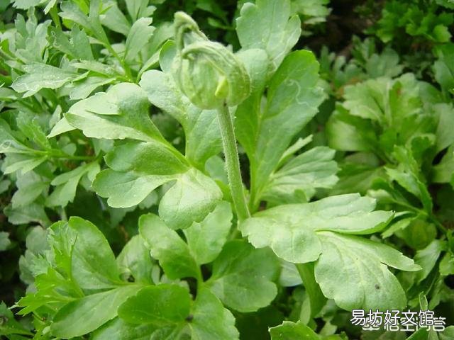 花毛茛的花苞为什么一夜之间倒下了?