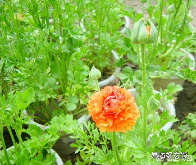 花毛茛的花苞为什么一夜之间倒下了?