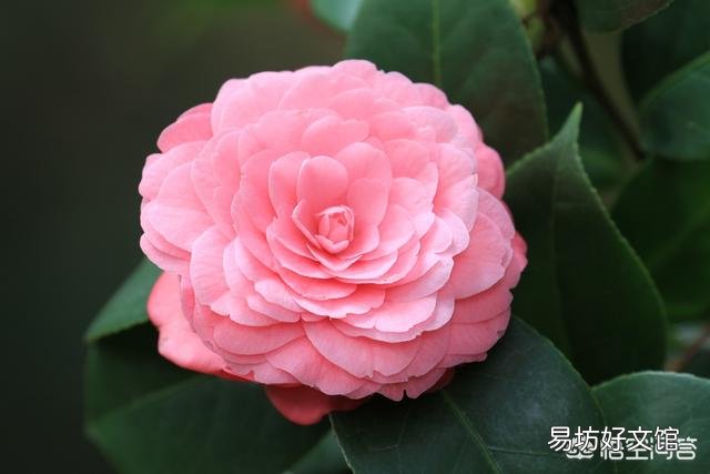 茶花开完花后不久就掉花朵是咋回事？