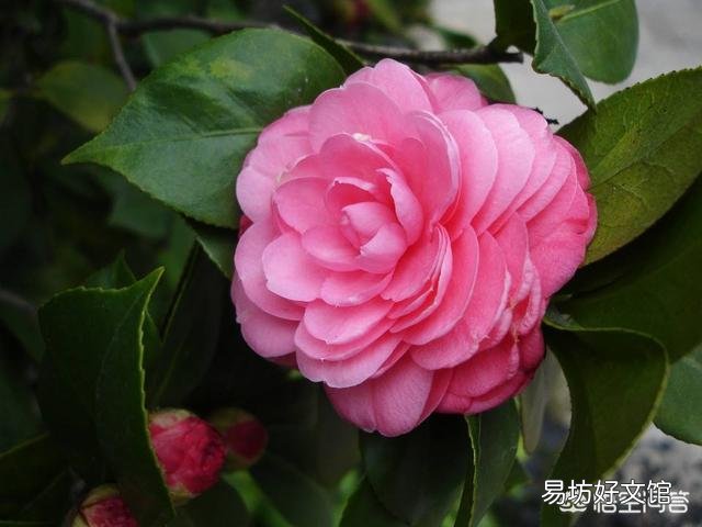 茶花开完花后不久就掉花朵是咋回事？