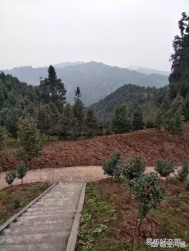 茶花开完花后不久就掉花朵是咋回事？