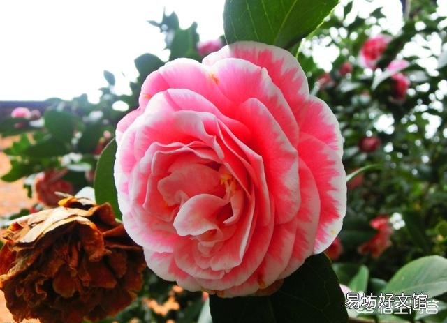 茶花开完花后不久就掉花朵是咋回事？
