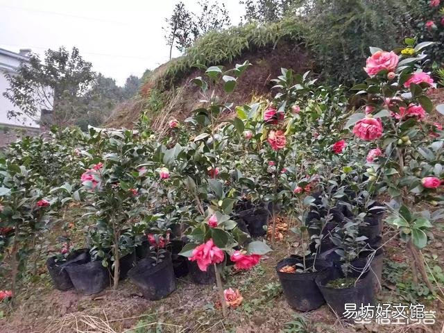 茶花开完花后不久就掉花朵是咋回事？