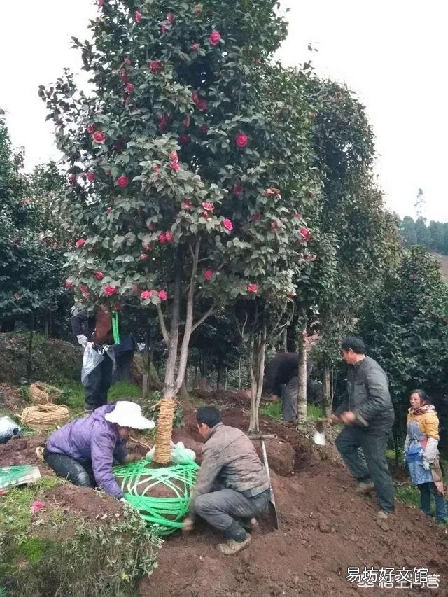 茶花开完花后不久就掉花朵是咋回事？