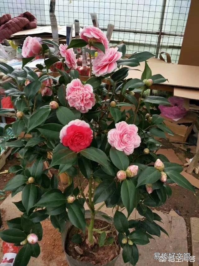 茶花开完花后不久就掉花朵是咋回事？
