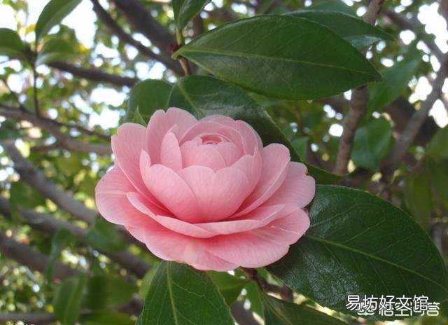 茶花开完花后不久就掉花朵是咋回事？
