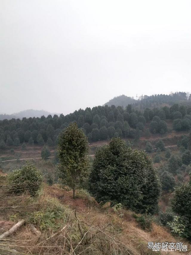 茶花开完花后不久就掉花朵是咋回事？
