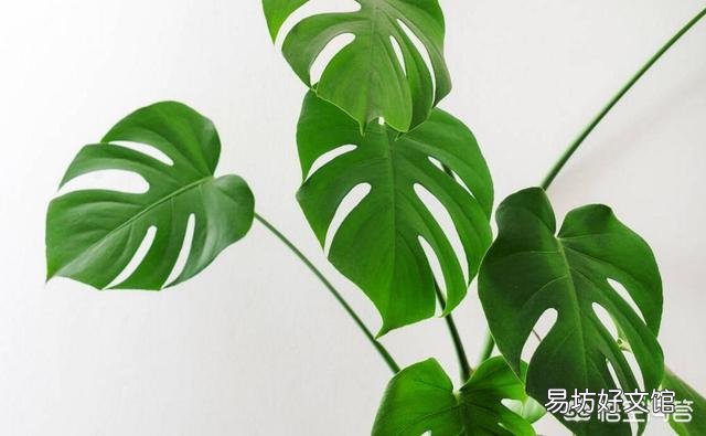 家庭盆栽龟背竹好养吗?
