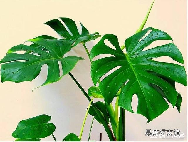 家庭盆栽龟背竹好养吗?